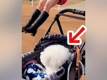 『ブランコに乗るお姉ちゃん』を初めて見た犬が…芸人顔負けの『100点満点のリアクション』に爆笑「すごい困惑してるｗ」「表情最高ｗ」と反響