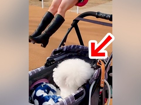 『ブランコに乗るお姉ちゃん』を初めて見た犬が…芸人顔負けの『100点満点のリアクション』に爆笑「すごい困惑してるw」「表情最高w」と反響