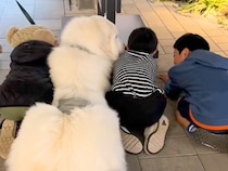アウトレットへ超大型犬とお出かけ中『3人の小さな子供』と出会い…いつまでも見ていたい『尊い光景』が16万再生「癒される」「優しい世界」