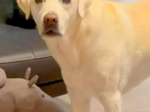 おもちゃが隙間に入ってしまった大型犬→気づかないフリをした結果…絶対に無視できない『切なすぎる表情』が20万再生「眉毛がw」「可愛すぎ」