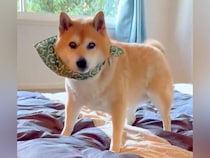 長年、飼い主とベッドで一緒に寝ていた犬→お布団に変えた結果…あまりにも愛おしい『まさかの行動』が280万表示「習慣ってすごい」「可愛い」