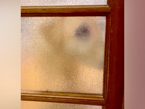 お風呂掃除が終わり、部屋に戻ると『寝ていた盲目の犬』が…泣けるほど尊い『お出迎え』が55万再生「泣けてきた」「愛情たっぷりの笑顔」と絶賛