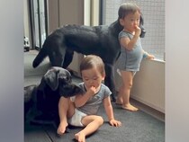 おやつを食べる2歳の双子ちゃん→大型犬たちが『羨ましい』と見ていたら…あまりにも尊い光景に反響「優しい世界」「幸せな時間」と6万再生