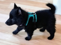 『こんなに小さかった真っ黒の赤ちゃん犬が…』4ヶ月後→まるでポケモン？『驚きのビフォーアフター』に3万いいね「進化してる」「カッコいい」