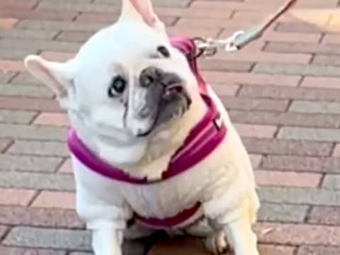 散歩で『飼い主がリードを持っている』と思っている犬→『別人だ』と気付いた瞬間…まさかの反応が96万再生「素直w」「悶絶級の可愛さ」と絶賛