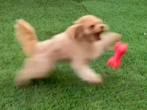 犬のおもちゃを投げた結果→遊んでくれるかと思ったら…予想を遥かに超える『衝撃の行動』が386万再生「なんでやｗ」「何度見ても飽きない」