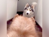 階段を降りられない赤ちゃん犬に、兄犬が指導して…現在の『別犬並みのビフォーアフター』が16万再生「なんて優しいお兄ちゃん」「愛…ですね」