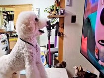 テレビが好きな大型犬→『お気に入りの映画』が始まった途端…まさかの『人間にしか見えない行動』が85万再生「理解してる」「犬生何周目？」