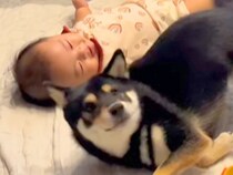 洗い物をしていたら『寝返りを覚えたばかりの赤ちゃん』に…犬がしていた『まさかの行動』が153万再生「可愛いが大渋滞」「絶対に教えてる」
