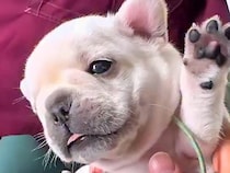 動物病院で健康診断を受ける『生後25日の赤ちゃん犬』→ぬいぐるみのような『悶絶必至の診察』が68万再生「天使…」「お腹ぽんぽん最高」