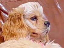 ソファに座ってテレビを見る犬→まるで人間…？まさかの『貫禄がありすぎる光景』が15万再生「犬のフリした人で草」「なんや？って顔ｗ」と爆笑