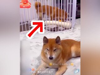 ライブ配信中、ぬいぐるみで遊んでいた犬が…思わず吹き出す『コントのようなハプニング』が32万再生「最高ｗｗ」「タイミング完璧で草」と爆笑