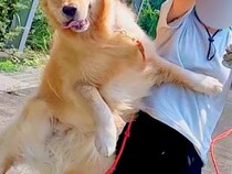 お散歩中の大型犬→楽しくなりすぎてしまい…思わず笑ってしまう『まさかの瞬間』が6万9000いいね「昭和のアニメ感あるｗ」「元気出た」