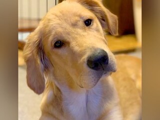 『20キロ以上にはならない』と言われた赤ちゃん犬→スクスク育った結果…想像を超える『衝撃の成長』に反響「こんな大きくなるのｗ」「倍増ｗ」