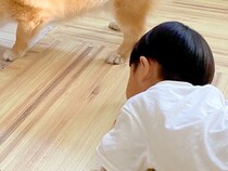 『男の子のおもちゃ』がテレビの下に入ってしまった結果→犬が協力をして…ずっと見ていたくなる『ふたりで一生懸命に悩む光景』に5万いいね