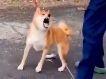 神経質で噛みついてくる保護犬→愛を注ぎ続け、苦手なブラッシングをしたら…２年後の『思わず泣けるビフォーアフター』が84万再生「涙でた…」