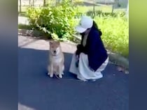家では犬に吠えられているパパ→道でいきなり会ったらどうなるのか検証した結果…思いもよらない『まさかの展開』が22万再生「ツンデレｗ」