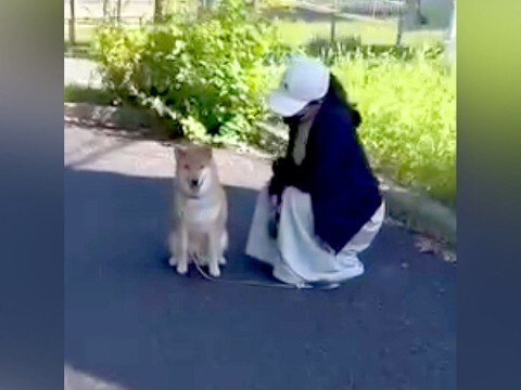 家では犬に吠えられているパパ→道でいきなり会ったらどうなるのか検証した結果…思いもよらない『まさかの展開』が22万再生「ツンデレｗ」