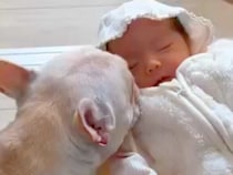 赤ちゃんが『生まれた頃から犬と過ごした』結果→だんだん触れ合えるようになって…『本当の兄弟の様になっていく様子』に反響「愛おしい」