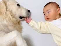 向かい合って寝ている赤ちゃんと大型犬→どんどん距離が縮んで…泣けてくる『家族として認めた瞬間』に反響「感動して涙が…」「優しい世界」