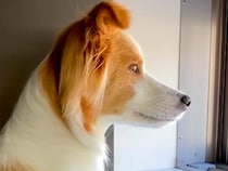 『窓から外を見るときは手をかけないでね』と犬に伝えた結果…ジワジワくる『まさかの光景』が10万再生「ちゃんと守ってて草」「お利口さんｗ」