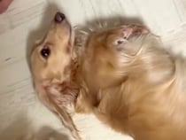 『とりあえずひっくり返っておこう…』スリッパを破壊した犬→お父さんに叱られた結果…まさかの対応が13万再生「切り替えがｗｗ」「可愛いｗ」