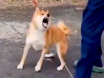 神経質で噛みついてくる保護犬→愛を注ぎ続け、苦手なブラッシングをしたら…２年後の『思わず泣けるビフォーアフター』が84万再生「涙でた…」