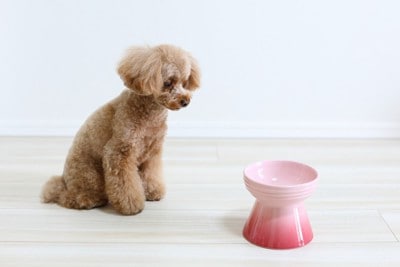 しょんぼりする犬