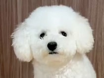 犬をトリミングに連れていった夫→『どんな感じになったか教えてね』とお願いしたら…想定外の『報告内容』が392万表示「ジワジワくる」と爆笑