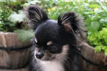 犬が『うつむいてしまう』ときの理由とは？考えられる5つの心理や適切な寄り添い方をご紹介