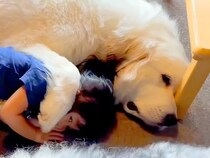 3歳の女の子が『超大型犬のとなりに寝転がった』結果→前足をかけて…とんでもなく尊い『まさかの光景』が6万再生「ホッコリ」「微笑ましい」