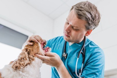 診察してもらう犬