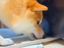 『冷蔵庫の下に入ったおもちゃ』を取りたがる犬→コツを教えてあげると…もはや人間のような『会話が成り立っている様子』が話題「天才すぎ」