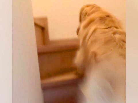 「あかんあかんあかん!」朝、大型犬に『パパを起こしてきて』とお願いした結果…激しすぎる『絶対に起きる目覚まし』に反響「羨ましい」の声も