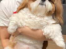 動物病院で『獣医が勘違いするほど大きな小型犬』→間違いも頷ける『まさかの光景』に2万いいね「可愛いの面積が広いんだよねｗ」「物凄い貫禄」