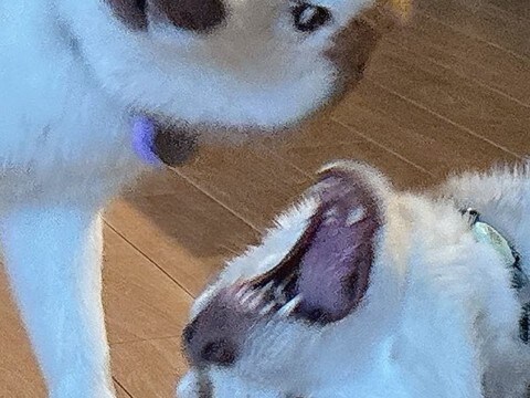 『毎日笑かしにくるのやめて』ハスキー親子がみせた『コントのようなやり取り』に19万いいねの反響「煽り度高くて草」「漫才かな?w」と爆笑