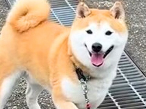 朝の散歩で『帰宅拒否』を繰り返す犬→可愛い顔で…絶望してしまう『2時間後の光景』が44万再生「笑顔がww」「足かけるよね」共感の声も