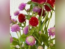 犬が嫌いな配達員に『犬は？』と聞かれたので『亡くなった』と伝えた結果→後日…涙腺崩壊する『気遣い』に15万いいね「優しい話」「泣いた…」