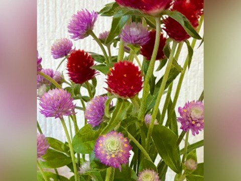 犬が嫌いな配達員に『犬は?』と聞かれたので『亡くなった』と伝えた結果→後日…涙腺崩壊する『気遣い』に15万いいね「優しい話」「泣いた…」