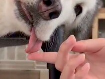 普段はイケメンなハスキー犬が『脱力し過ぎてしまった』結果→あまりにもゆるい『赤ちゃんすぎる表情』が49万表示「素晴らしい」「可愛すぎる」