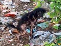 車道の脇で『ゴミにまみれたボロボロの子犬』を発見→急いで保護した結果、数ヶ月後…涙溢れる『嘘のような光景』が62万再生「なんて素敵なの」