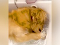 散歩から帰宅した犬を『洗面台』に入れると…まるで人間のような『豪快すぎる行動』が72万再生「大胆で笑ったｗ」「暑さ対策を心得ている」