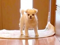 『いないよ…？』おじいちゃんが亡くなってしまったら、犬が…涙が止まらない『一生懸命に探す光景』が207万再生「胸がぎゅーっとなる」と反響