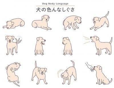 犬の色んなしぐさ、イラスト