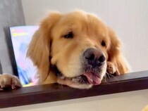 キッチンで大根をおろしていたら、大型犬がおねだりしにきて…まさかの『奇跡的なシンクロ』に爆笑「連動してるｗｗ」「リズムあってて草」と絶賛