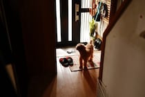 犬が辛いと感じる『留守番環境』5選　今すぐ改善すべき点や外出前にできる対策まで