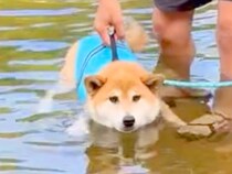 生まれて初めて川に入った『泳げない犬』→不安そうな顔をしていて…『まさかの結末』が可愛すぎると32万再生「顔が最高」「オチｗ」と絶賛