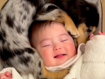 女の子の赤ちゃんの『頭を守るように』寝ていた犬…半年後→幸せが詰まっている『尊すぎる光景』に反響「仲良しでかわいい」「マフラーかな？」