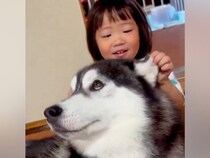 2歳の女の子が『生まれた瞬間からハスキー犬と暮らした』結果→本当の兄妹のような『眼福すぎる光景』が42万表示「優しい表情」「いい関係」