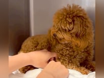 飼育放棄されたボサボサの犬→『初めてのトリミング』をしようとしたら怯えてしまい…『涙溢れる展開』に反響「もう大丈夫」「本当に頑張った」